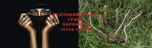 индика Баксан